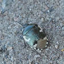 Attēlu rezultāti vaicājumam “Tritomegas bicolor imago”