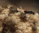 Attēlu rezultāti vaicājumam “Licea chelonoides”