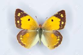 Attēlu rezultāti vaicājumam “Colias croceus underside”