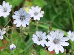 Attēlu rezultāti vaicājumam “Geranium pyrenaicum leaf”
