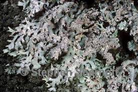 Attēlu rezultāti vaicājumam “Hypotrachyna sp.”