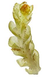 Attēlu rezultāti vaicājumam “Isopaches bicrenatus”