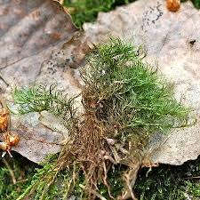 Attēlu rezultāti vaicājumam “Paraleucobryum longifolium”