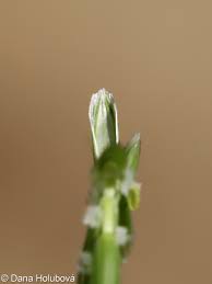 Attēlu rezultāti vaicājumam “Glyceria fluitans fruit”