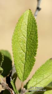 Attēlu rezultāti vaicājumam “Prunus spinosa leaf”