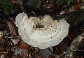 Attēlu rezultāti vaicājumam “Trametes gibbosa”