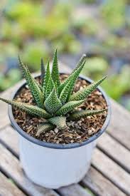 Image result for Haworthia