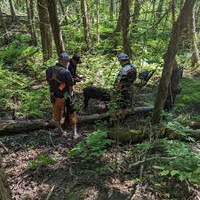 Image result for Green Hollow Bowmen