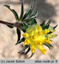 Attēlu rezultāti vaicājumam “Anthyllis maritima”