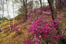 Attēlu rezultāti vaicājumam “Rhododendron sichotense flower”