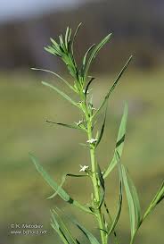 Attēlu rezultāti vaicājumam “Thesium alpinum”