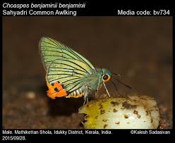 Image result for Papilionoidea