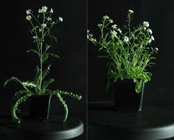 Attēlu rezultāti vaicājumam “Cardaminopsis arenosa leaf”