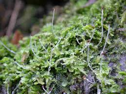 Attēlu rezultāti vaicājumam “Lophocolea bidentata”