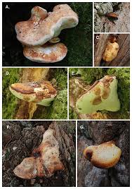 Attēlu rezultāti vaicājumam “Buglossoporus quercinus”