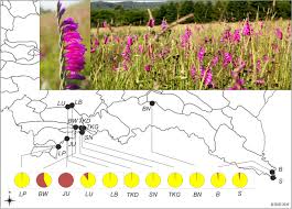 Attēlu rezultāti vaicājumam “Gladiolus imbricatus bud”
