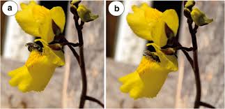 Attēlu rezultāti vaicājumam “Utricularia vulgaris flower”