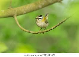 Attēlu rezultāti vaicājumam “Regulus regulus”