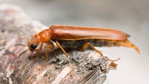 Attēlu rezultāti vaicājumam “Hylecoetus dermestoides”