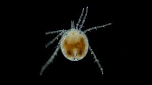 Attēlu rezultāti vaicājumam “Hydrachna”