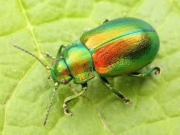 Attēlu rezultāti vaicājumam “Chrysolina fastuosa”