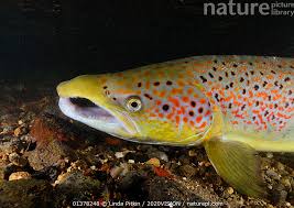 Image result for Salmo salar