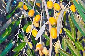 Attēlu rezultāti vaicājumam “Poa angustifolia fruit”