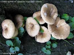 Attēlu rezultāti vaicājumam “Lentinus suavissimus”