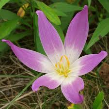 Attēlu rezultāti vaicājumam “Colchicum autumnale”