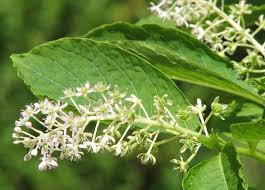 Attēlu rezultāti vaicājumam “Oenothera rubricauli”