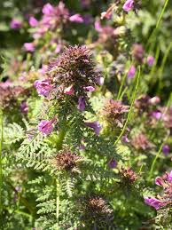 Attēlu rezultāti vaicājumam “Pedicularis palustris flower”