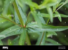 Image result for Blutweiderich