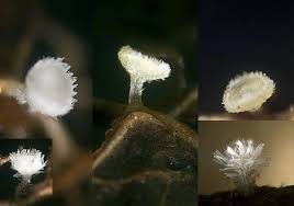 Attēlu rezultāti vaicājumam “Lachnum corticale”