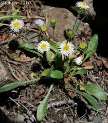 Attēlu rezultāti vaicājumam “Erigeron acris flower”