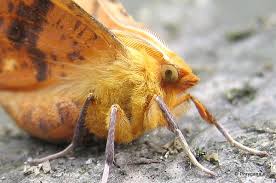 Attēlu rezultāti vaicājumam “Ennomos autumnaria male”