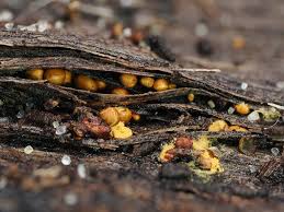 Attēlu rezultāti vaicājumam “Licea chelonoides spores”