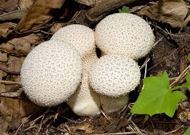 Attēlu rezultāti vaicājumam “Calvatia utriformis”