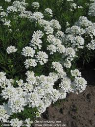 Image result for Schleifenblume