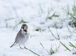 Attēlu rezultāti vaicājumam “Emberiza schoeniclus male”