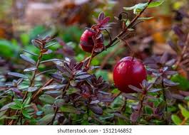 Attēlu rezultāti vaicājumam “Oxycoccus”