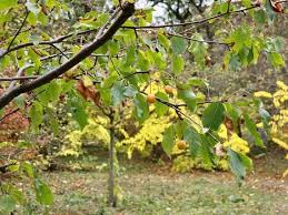 Attēlu rezultāti vaicājumam “Malus prunifolia fruit”