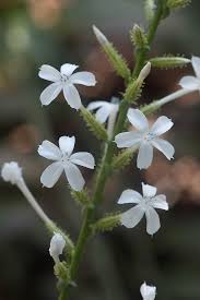 Attēlu rezultāti vaicājumam “Plumbaginaceae”