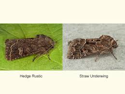 Attēlu rezultāti vaicājumam “Tholera cespitis”