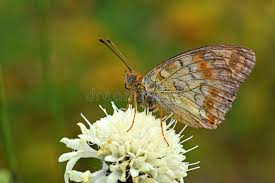 Attēlu rezultāti vaicājumam “Argynnis adippe male”