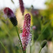 Attēlu rezultāti vaicājumam “Sanguisorba officinalis bud”