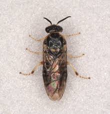 Attēlu rezultāti vaicājumam “Diprionidae”