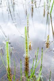 Attēlu rezultāti vaicājumam “Hippuris vulgaris leaf”