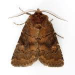 Attēlu rezultāti vaicājumam “Rusina ferruginea female”