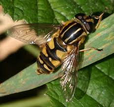 Attēlu rezultāti vaicājumam “Helophilus pendulus”