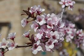 Attēlu rezultāti vaicājumam “Prunus cerasifera flower”